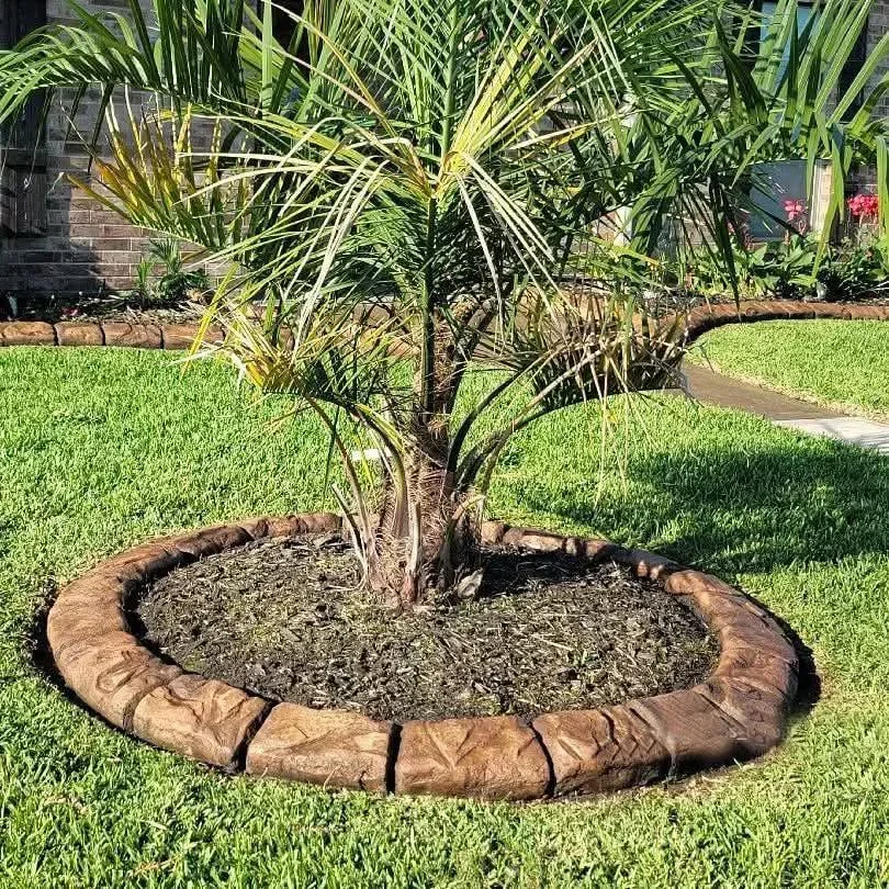 Circular concrete curbing enclosing a palm tree bed on a residential lawn