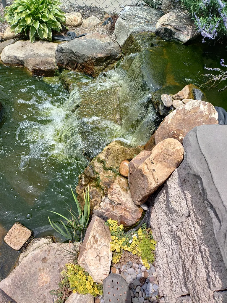 The completed koi pond filled with water, edged in stone and aquatic plants